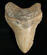 Megalodon Tooth - Carolinas #4986-1